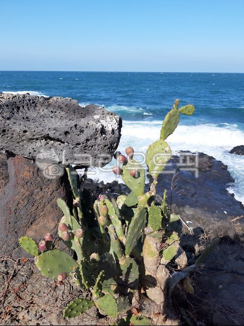 plant,식물,선인장,선인장열매,백년초,식용선인장,손바닥선인장,cactus