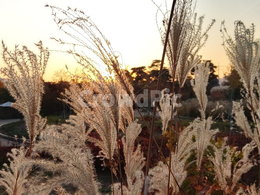 가을,옥외,식물,자연,autumn,outdoors,plant,nature,억새,갈대
