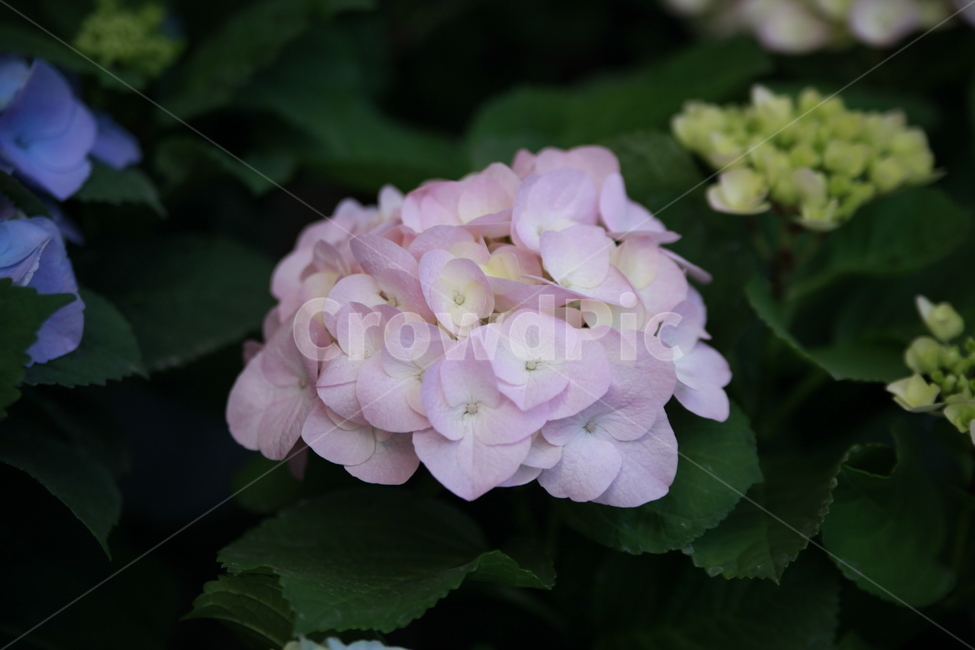 봄꽃,꽃,아름다움,봄소식,식물,클로즈업,식물,자연,plants,nature,꽃,flower