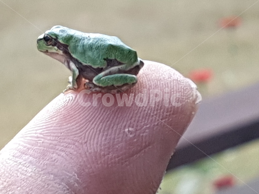 청개구리,개구리,파충류,귀여움,작은,동물,animal,파충류,양서류,reptile,amphibian