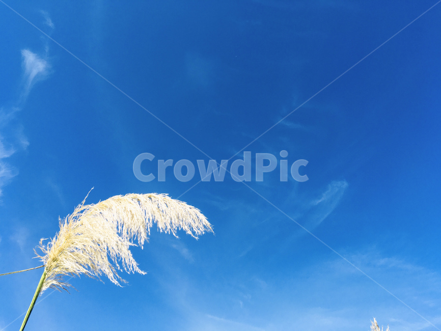 팜파스,하늘,태안,가을,plant,식물,grass,lawn,잔디,sky,가을,계절,fall,autumn,season,자연,풍경,nature,landscape