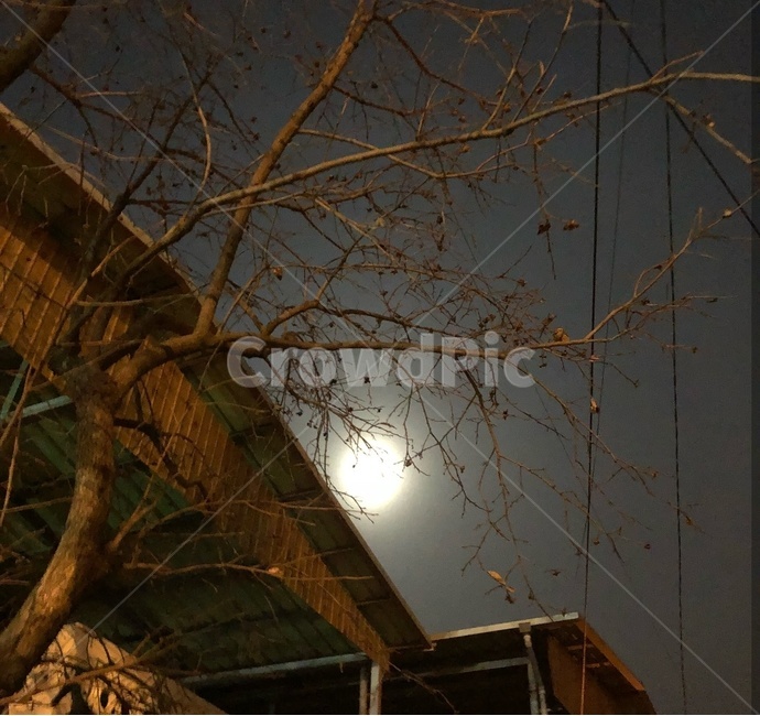 달,나무,전깃줄,분위기,엉롱,야경,밤,풍경,nightscape,night,landscape,housing,주택,building,건물