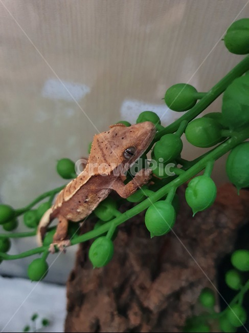 도마뱀,gecko,크레스티드게코,게코,reptile,파충류,파충류,양서류,reptile,amphibian