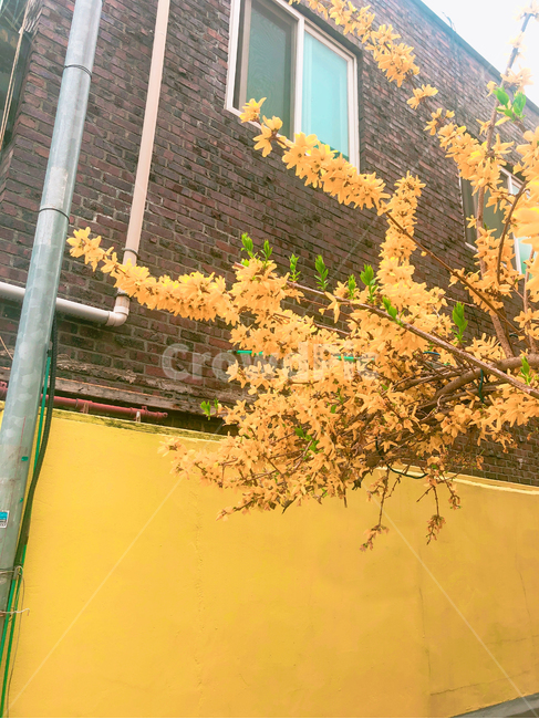 식물,개나리,나무,잎,꽃,봄,tree