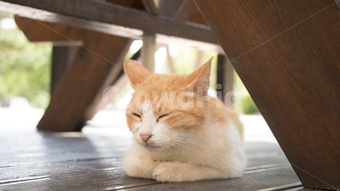 고양이,동물,자연,길고양이,인절미,동물,animal,포유류,mammal,고양이,cat,kitten,kitty