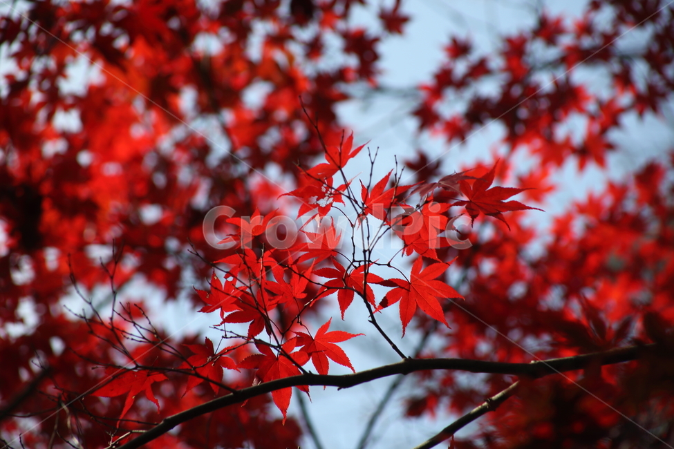 단풍,단풍나무,엽록소,가을,redleaves,가을,계절,fall,autumn,season,식물,자연,plants,nature,leaf,잎,plant,tree,나무