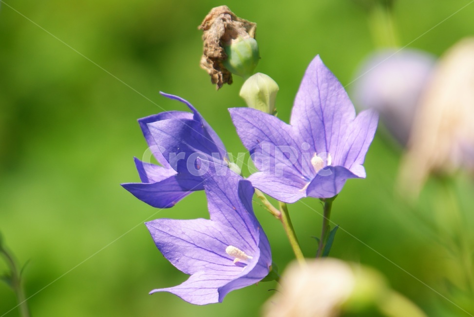 꽃,도라지,보라색,밭,식재료,식물,자연,plants,nature,꽃,flower