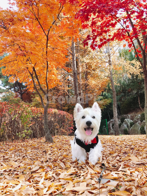 강아지,반려견,가을,단풍,산책