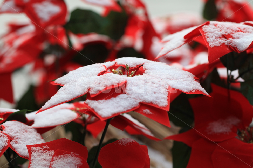 눈,겨울,꽃,눈꽃,leaf,잎,plant,식물,조화,겨울,계절,winter,season