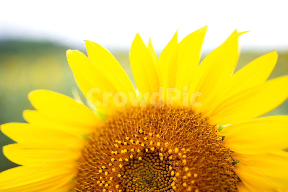 해바라기,꽃,식물,해바라기씨,여름,씨앗,접사,노랑,꽃밭,스냅,만개,plant,flower,blossom,sunflower,풍경배경,배경,꽃배경