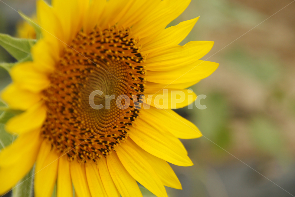 해바라기,여름,해바라기꽃,식물,해바라기씨,꽃잎,여름,계절,summer,season,가을,fall,autumn,식물,자연,plants,nature,꽃,flower,plant,blossom