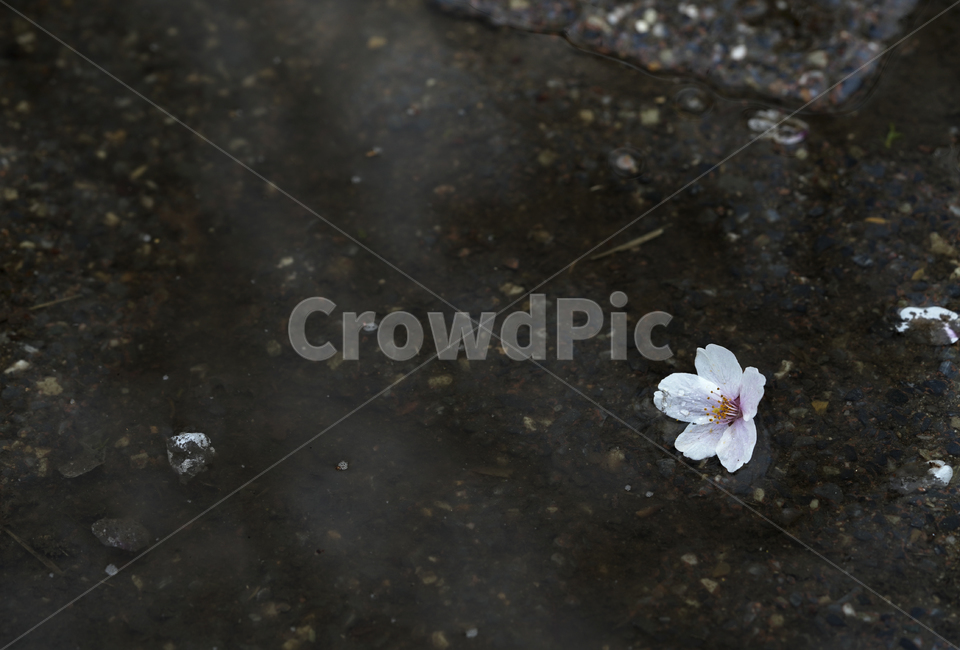 꽃,벚꽃,플라워,봄,느낌,감성,화이트,흰색,생명,생물,나무,식물,계절,flower,식물,자연,plants,nature,꽃,flower
