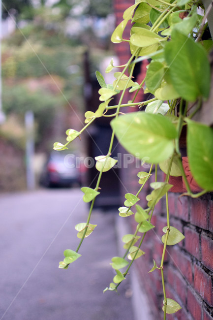 담,하트,화분,풀,넝쿨,식물,자연,plants,nature