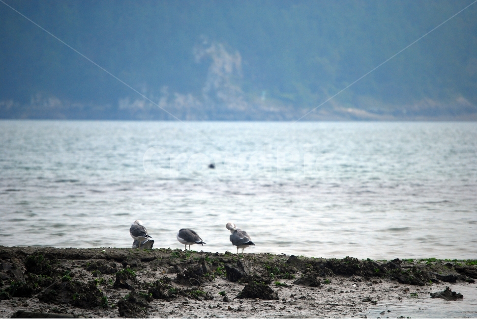 새,바다,바닷가,갈매기,바닷새,남해바다,휴식,항구,동물,animal,조류,새,birds