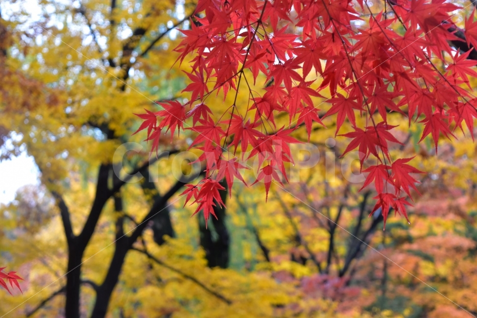 창경궁,가을,단풍,풍경,고궁,서울,낙엽,도심지,명소,자연,비경,단풍나무,자연,풍경,nature,landscape,가을,계절,fall,autumn,season,leaf,잎,plant,식물,tree,나무,maple