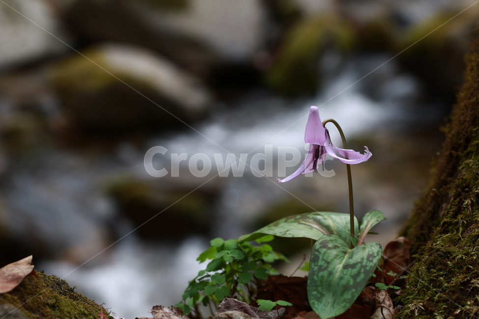 야생화,물,강,얼레지,화야산,꽃,식물,자연,plants,nature,꽃,flower