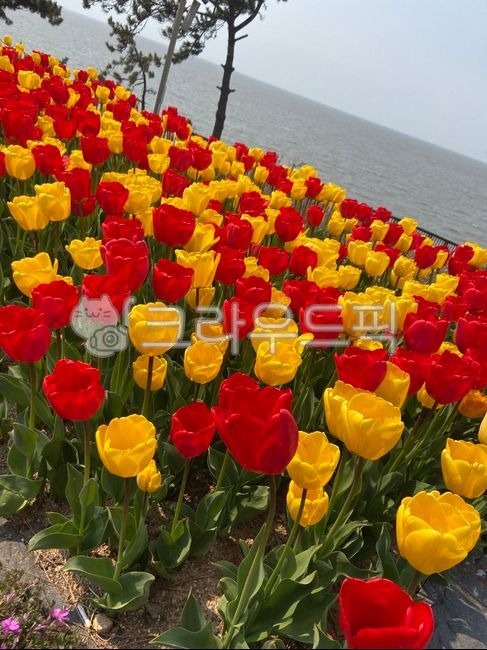 식물,꽃,flower,튤립,노란튤립,빨간튤립