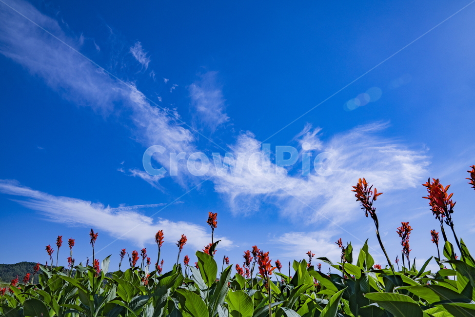 가을,양주,나리공원,꽃,축제,자연,풍경,nature,landscape,plant,식물