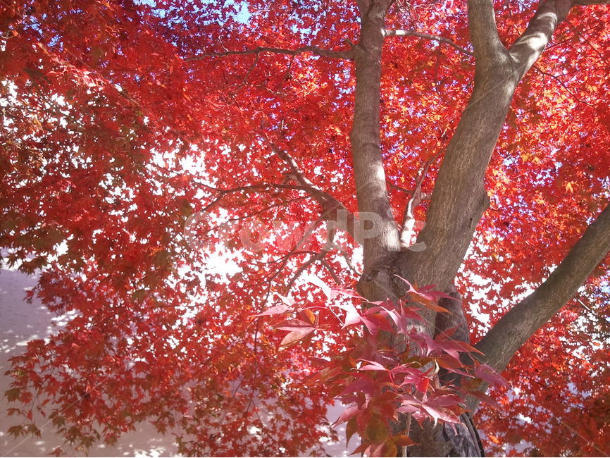 홍단풍,낙엽교목,활엽,계조록,낙엽,가을,계절,fall,autumn,season,식물,자연,plants,nature,나무,trees,wood,tree,plant,leaf,잎,maple,단풍