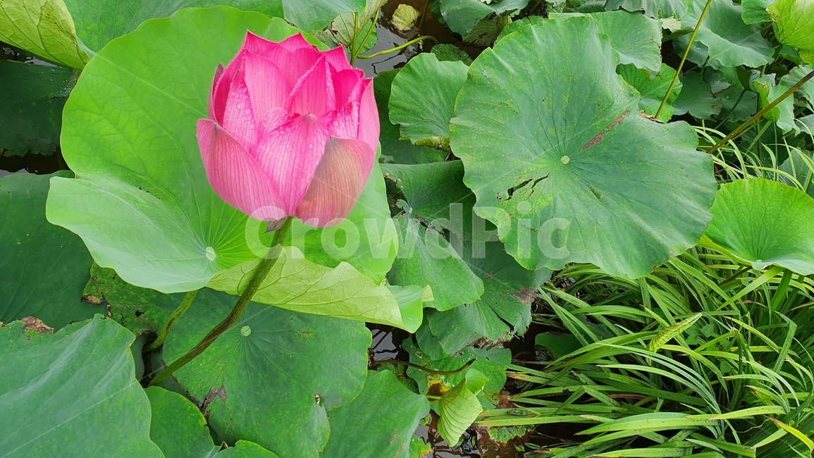 연꽃,flower,lily,꽃,blossom,자연,식물,자연,plants,nature,꽃,flower