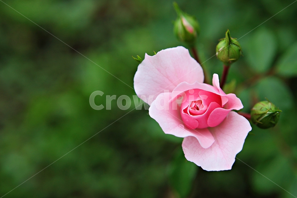 장미,장미꽃,꽃,장미원,봄꽃