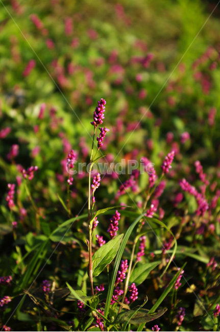 꽃,풀,flower,식물,color,식물,자연,plants,nature,꽃,flower