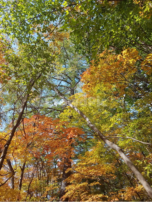 단풍,단풍잎,나무,잎,tree,plant,식물,가을,계절,fall,autumn,season,자연,풍경,nature,landscape,tree trunk,나무 줄기