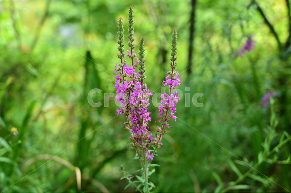 꽃,flower,식물,자연,들꽃