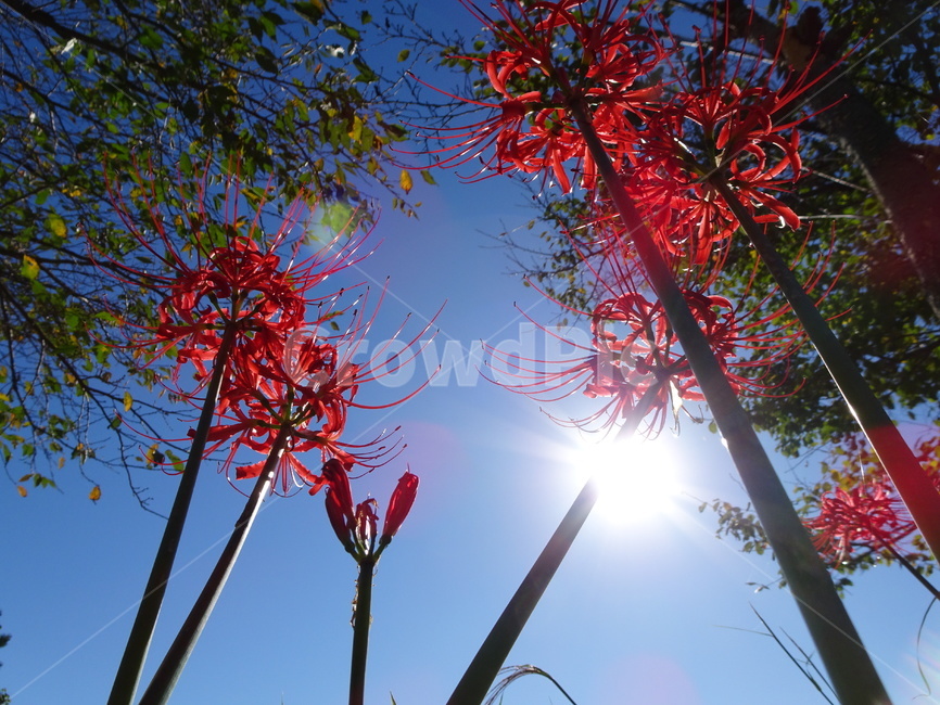 꽃,꽃무릇,상사화,하늘,빨강,식물,자연,plants,nature,꽃,flower