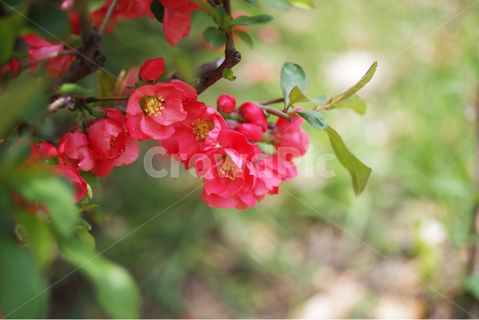 봄,봄꽃,꽃잎,꽃,자연,배경화면,바탕화면,계절,nature,beauty,beautiful,flower,floral,flora,springflower,seasonflower,red,redflower,spring,season,petal,background,봄,계절,spring,season,식물,자연,plants,nature,꽃,flower,plant,geranium,제라늄,blossom