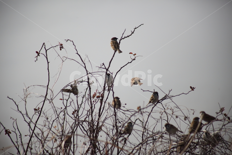bird,새,동물,참새,sparrow,작은새,동물,animal,조류,새,birds