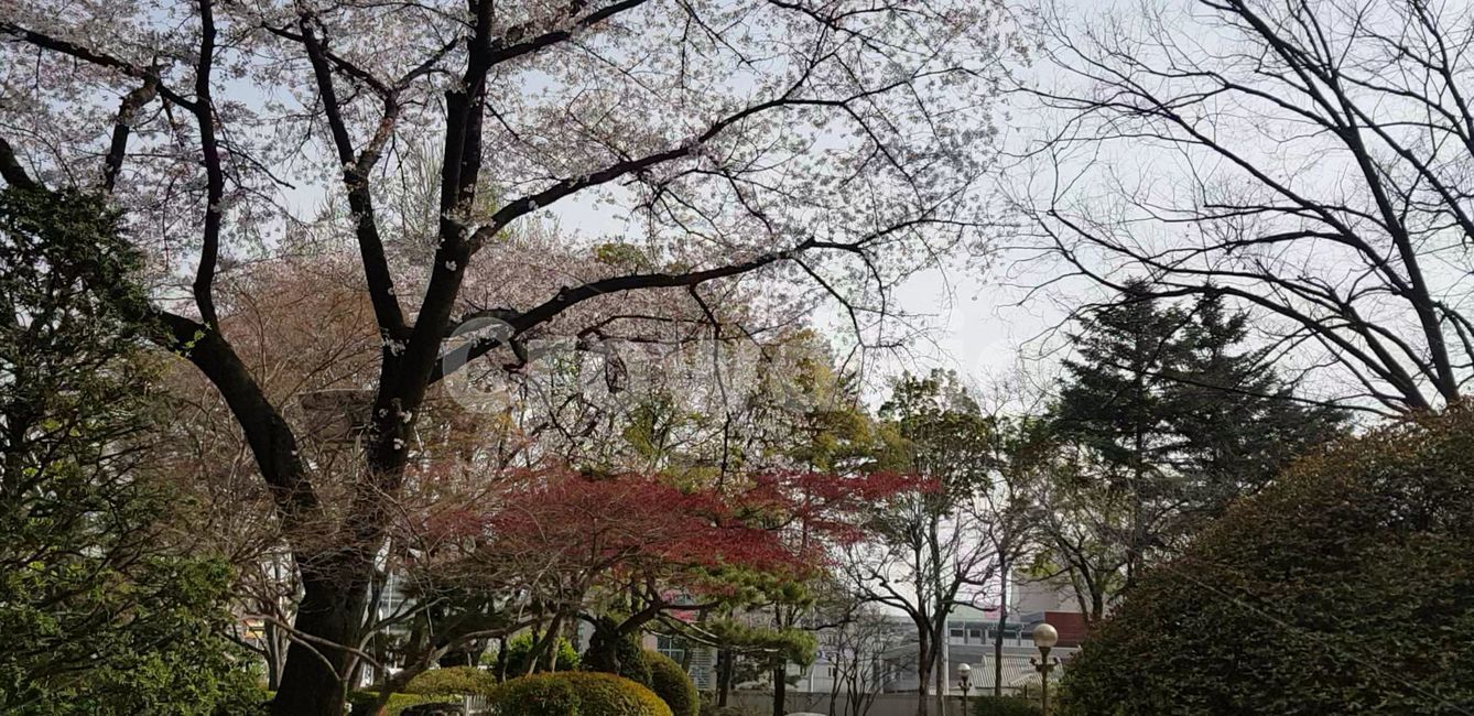 봄,벚꽃,blossom,나무,flower,식물,plant,grove,꽃,숲,vegetation,초목,land,나라,삼림지,woodland,nature,자연,outdoors,옥외,작은숲