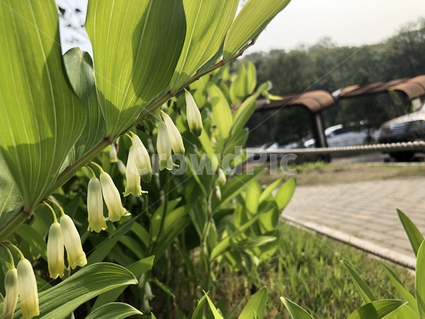 spring,Korean wildflowers,spring flowers,wildflowers,round