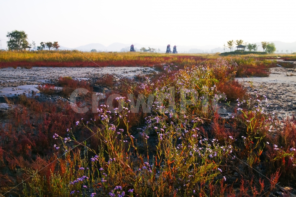 인천,소래포구,소래습지공원,습지,염전,풍차,들국화,가을,함초,자연,풍경,nature,landscape,가을,계절,fall,autumn,season,outdoors,옥외
