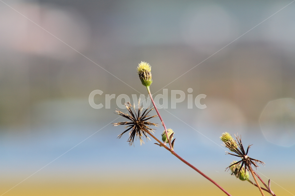 도깨비바늘,식물,잡초,풀,spanishneedles,식물,자연,plants,nature