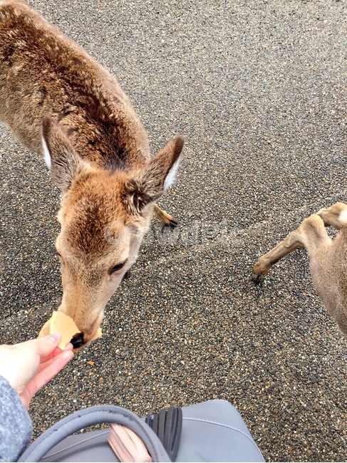 사슴,센베,손,나라공원,공원,길,초식동물,동물,왼손,자연,deer,senbei,hand,narapark,park,way,herbivore,animal,nature