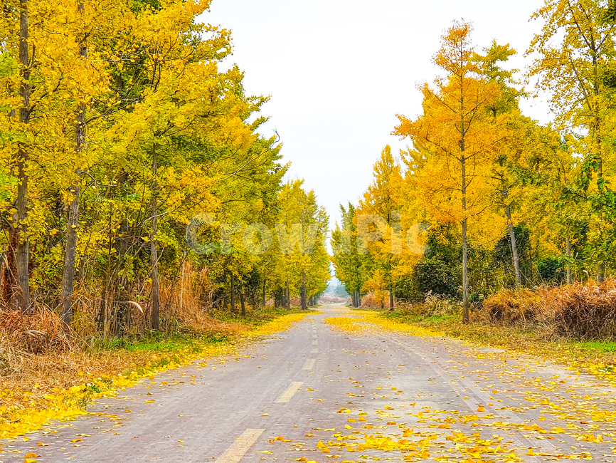 tree,나무,plant,식물,road,도로,타맥,tarmac,아스팔트,asphalt,자전거도로,은행나무,길,가을,은행나무길,계절,가을,계절,fall,autumn,season,자연,풍경,nature,landscape