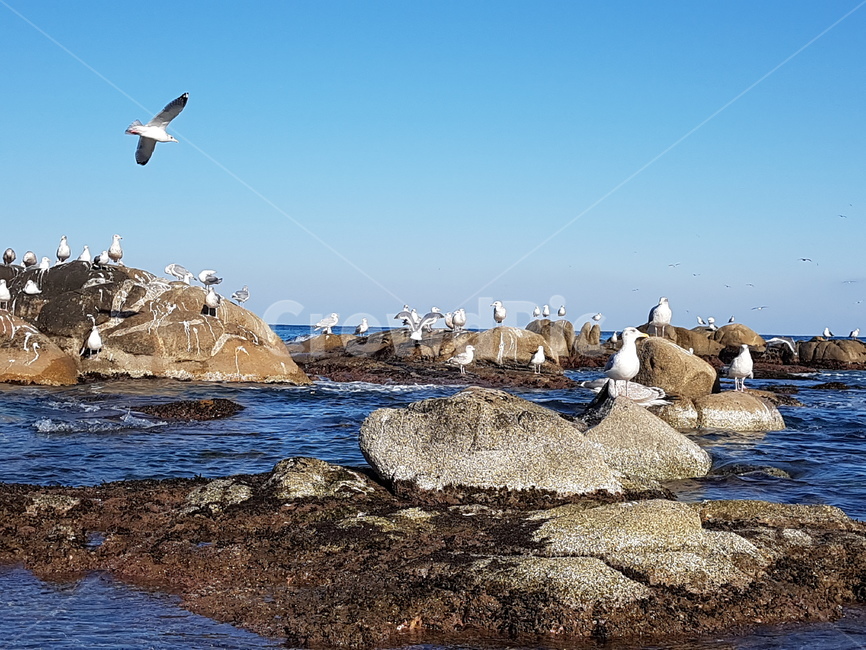 바다,속초,갈매기,동해,seagull,sea,sokcho,새,bird