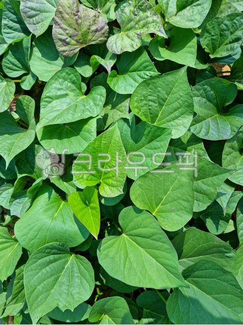 sweet potato,Sweet potato cultivation,sweet potato field,crops,leaf,field,culture,sweet potato leaves,background,farming,Agriculture
