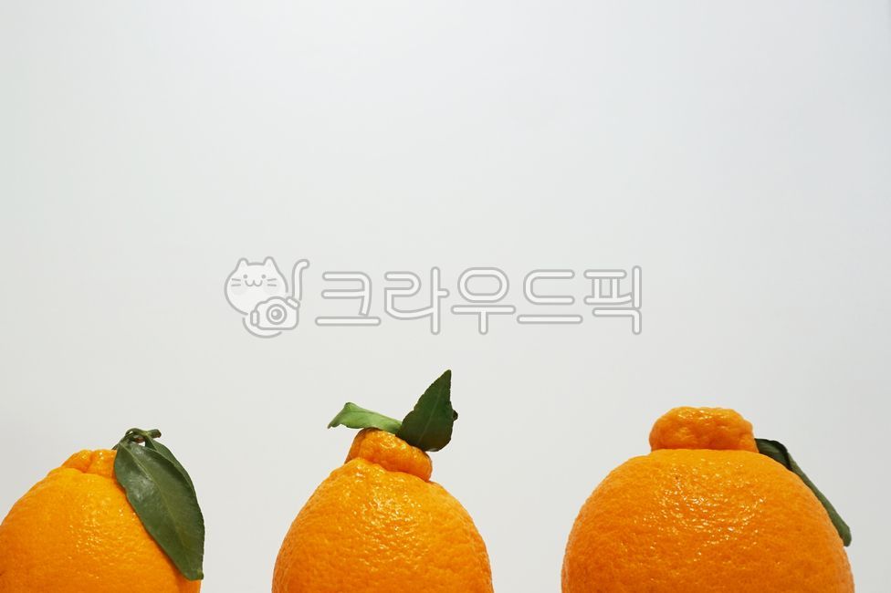 감귤,오렌지,food,귤,한라봉,제철과일,제주감귤,서귀포한라봉,효돈,서귀포,제주도특산물,제주,천혜향,orange,fruit,yellow,mandarin,음식,과일,채소,열매,달콤,주황색,제주한라봉,효돈감귤,제주특산물,제주도,특산물,상큼,delicious,영양