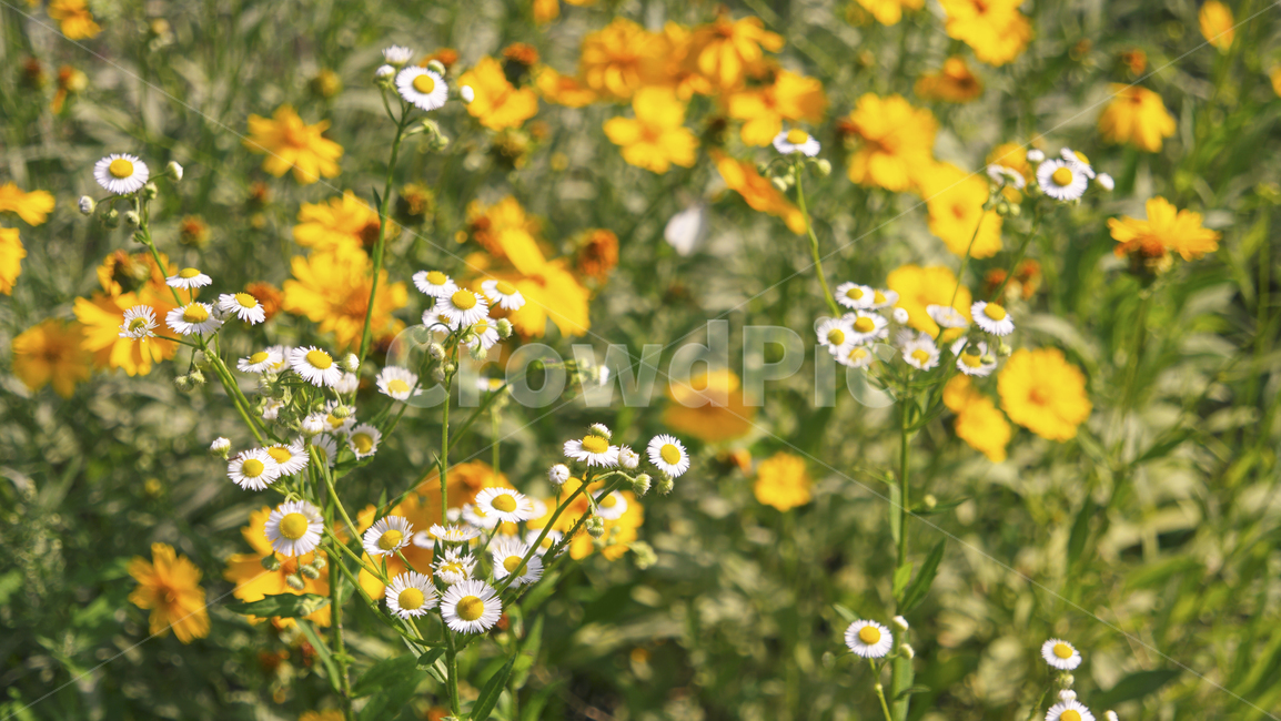 자연,식물,야생화,들꽃,들판,노란꽃,노랑,풀,공원,야외,풍경,꽃,nature,plants,wildflowers,flowers,field,grass,weed,outside,park,landscape