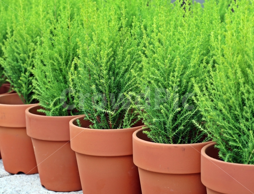 허브,화분,여러개,초록잎,초록,싱그러운,식물,자연,plants,nature