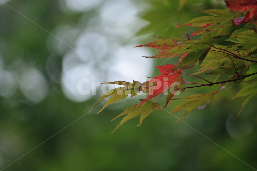 단풍,단풍잎,나뭇잎,식물,가을,tree,가을,계절,fall,autumn,season,식물,자연,plants,nature,leaf,잎,plant,나무