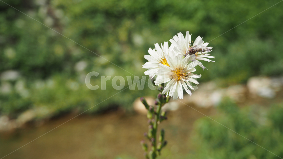 야생화,꽃,데이지,wildflower,flower,daisy,blossom,식물,식물,자연,plants,nature,꽃,flower
