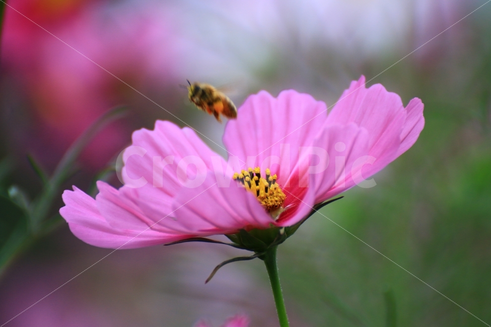 코스모스,꽃사진,식물,곤충,벌,꿀벌,비상,날갯짓,꽃,flower,bee,위잉,가을,계절,fall,autumn,season,식물,자연,plants,nature,꽃,flower,동물,animal,곤충,벌레,insect,bug,감성,sensible,feeling,invertebrate,무척추 동물,honey bee,plant