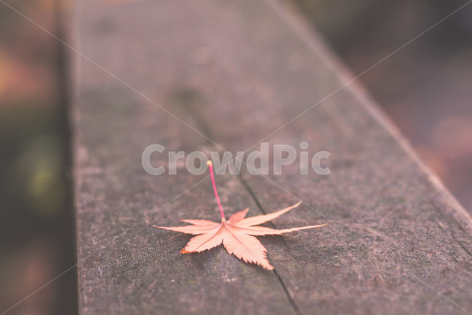 단풍잎,가을,나뭇잎,leaf,잎,plant,식물,invertebrate,가을,계절,fall,autumn,season