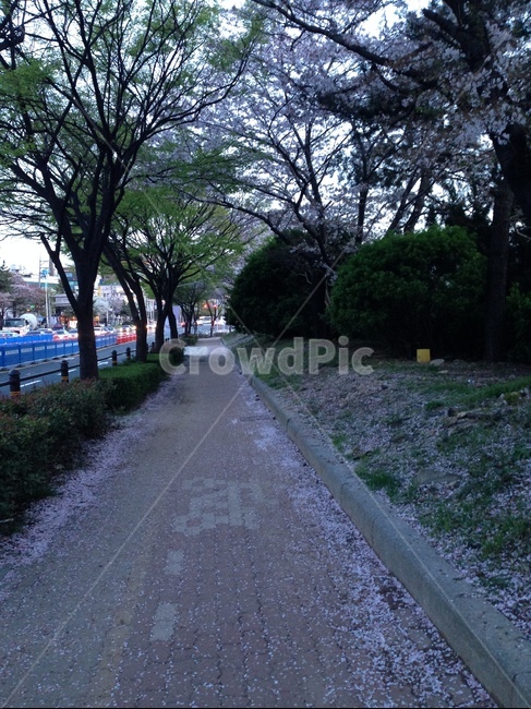 봄,벚꽃,산책로,여유,새벽