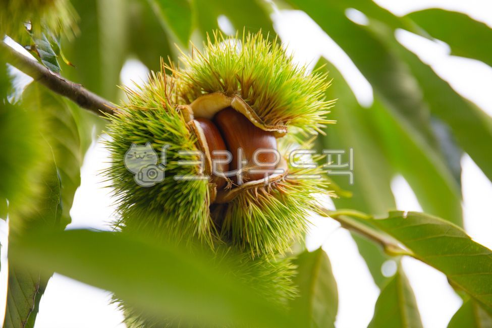 밤,밤나무,잎,나무,가을,가을음식