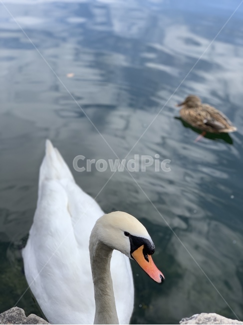 animal,백조,호수,새,bird,동물,자연,nature,동물,animal,조류,새,birds