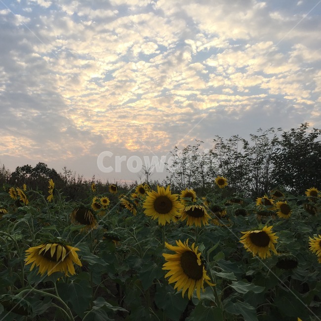 하늘공원,해바라기,가을,하늘,노을,여름,계절,summer,season,가을,fall,autumn,식물,자연,plants,nature,꽃,flower,plant